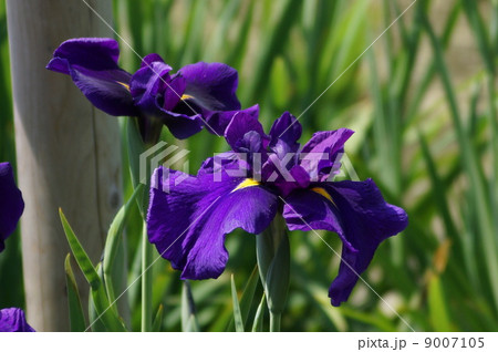 花菖蒲　江戸系　紫衣の誉　（シイノホマレ） 9007105