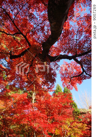 紅葉 9007269