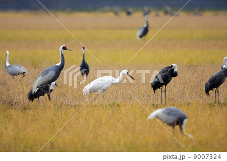 ソデグロヅル 9007324