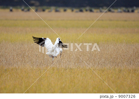 ソデグロヅル 9007326