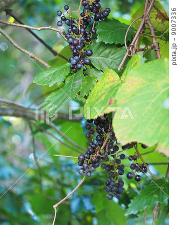 ヤマブドウの実 9007336