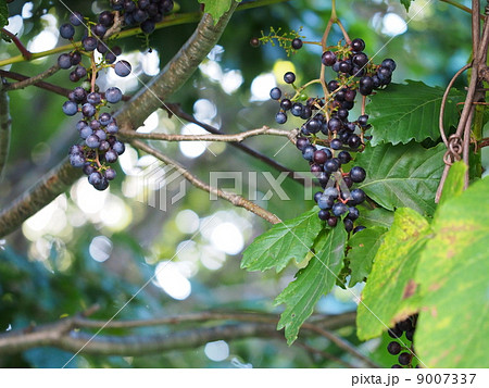ヤマブドウの実 9007337