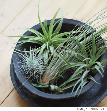 エアプランツ 9007371