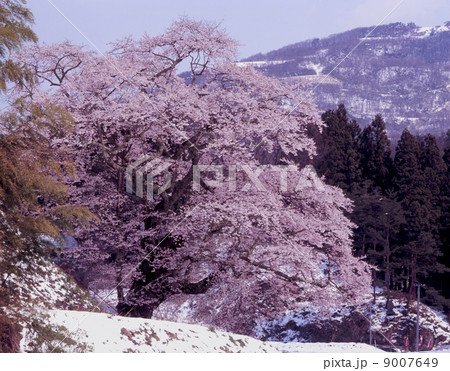 是哉寺地蔵桜 9007649