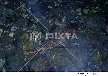 オオサンショウウオ 9008038