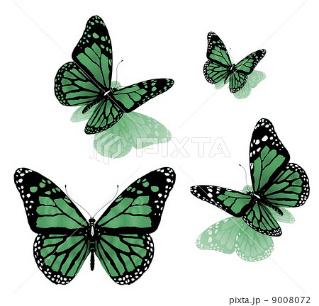 butterflies on a white background 9008072