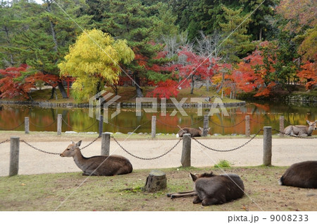 紅葉を映す東大寺の鏡池と名物の鹿 9008233