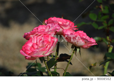 あざやかなニコール 9008502