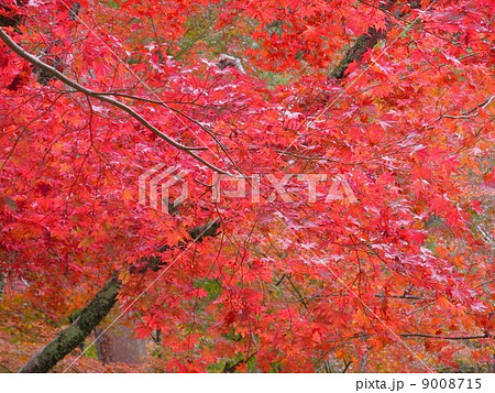 瑞宝寺公園　もみじ 9008715