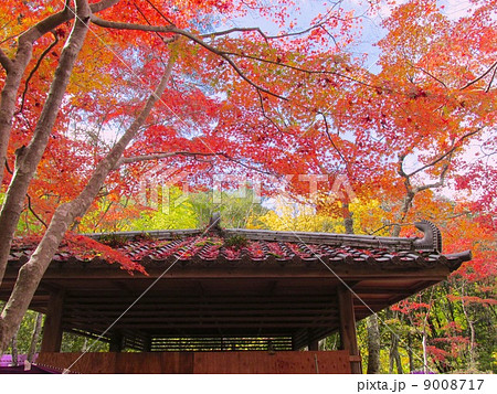 瑞宝寺公園　もみじ 9008717