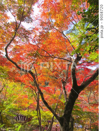瑞宝寺公園 もみじ 瑞宝寺公園 もみじ 9008720