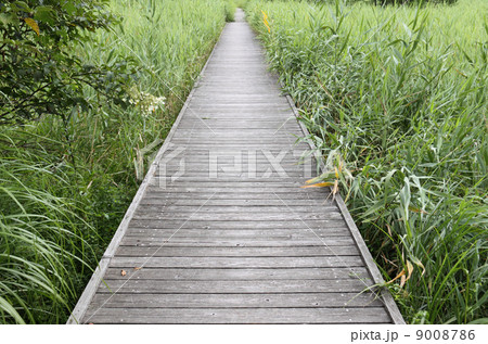 徳島県三好市「黒沢湿原」木道 徳島県三好市「黒沢湿原」木道 9008786