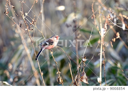 ベニマシコ 9008854