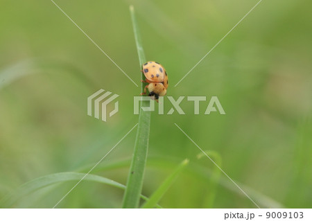昆虫 クリサキテントウ 昆虫 クリサキテントウ 9009103
