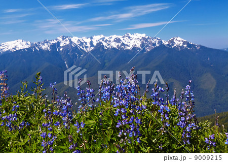 Hurricane Ridge Hurricane Ridge 9009215