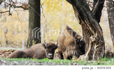 Herd of wild European bison (Bison bonasus) in autumn deciduous Herd of wild European bison (Bison bonasus) in autumn deciduous 9009360