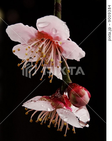 雨の雫がついて、しっとりした風情のあるピンクの花びらをした梅の花と蕾 9009384