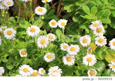 ダルマギクの花 9009950