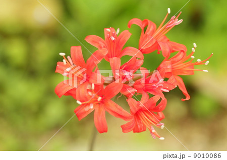 ネリネの花 9010086