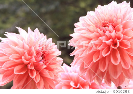 ダリア ダリア 9010298