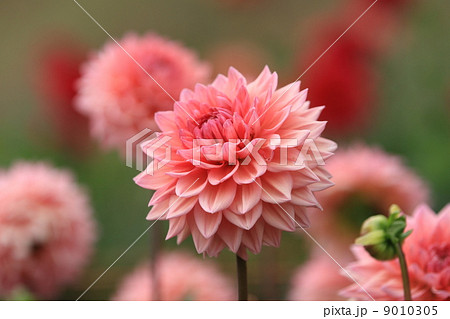 ダリア ダリア 9010305