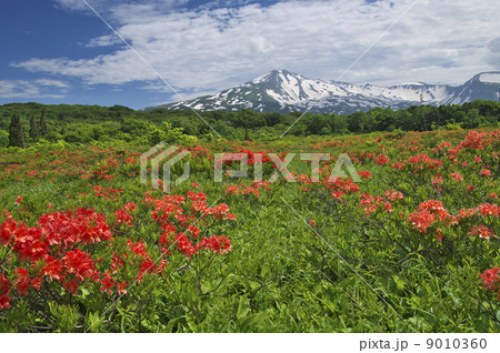 桑ノ木台湿原から望む鳥海山 9010360
