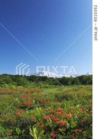 桑ノ木台湿原から望む鳥海山 9010362