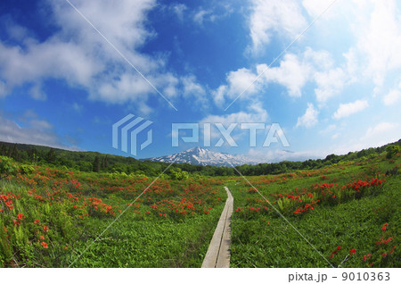 桑ノ木台湿原から望む鳥海山 9010363