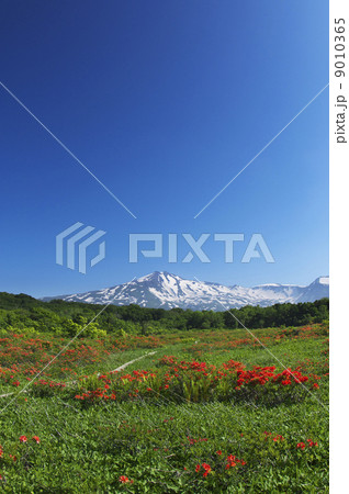 桑ノ木台湿原から望む鳥海山 9010365