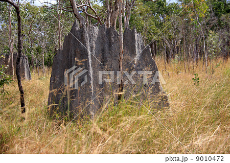 オーストラリア・巨大なアリ塚 9010472
