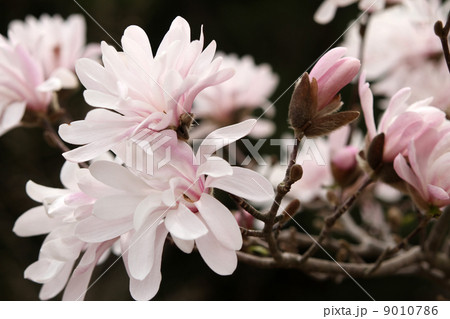 シデコブシ シデコブシ 9010786