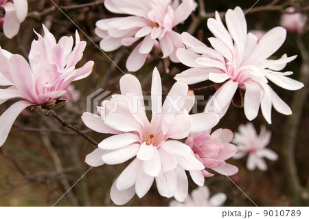 シデコブシ シデコブシ 9010789