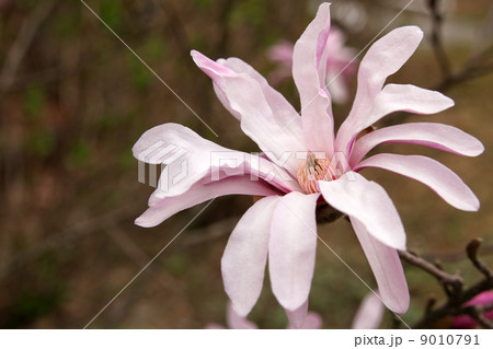 シデコブシ シデコブシ 9010791