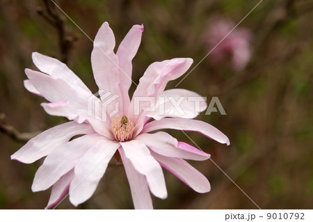 シデコブシ シデコブシ 9010792