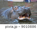 カバ 9010886