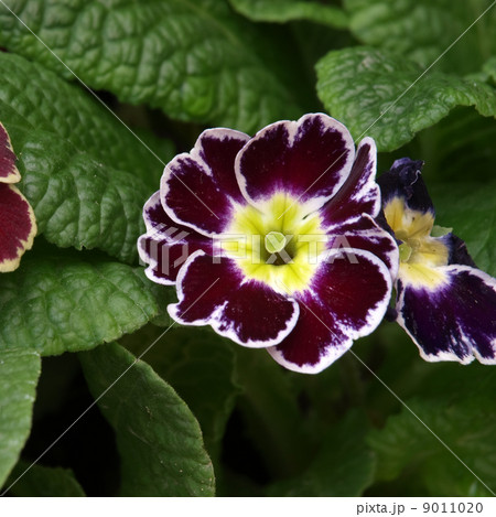 プリムラ・ジュリアン プリムラ・ジュリアン 9011020