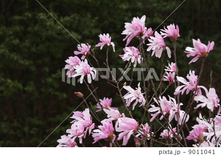 シデコブシ シデコブシ 9011041