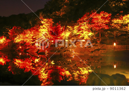 紅葉のライトアップ 9011362