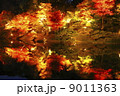 栗林公園の紅葉 9011363