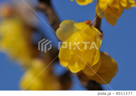 満月蝋梅 ~マンゲツロウバイ~ 満月蝋梅 ~マンゲツロウバイ~ 9011377