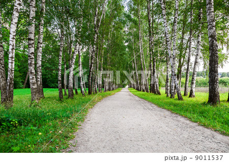 path in birch forest path in birch forest 9011537