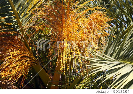 カナリーヤシ・花の後 カナリーヤシ・花の後 9012104