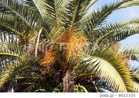 カナリーヤシ・花の後 カナリーヤシ・花の後 9012105