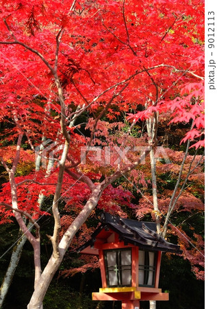 大原野神社　紅葉 9012113