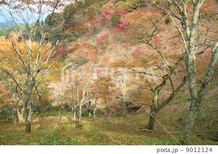 色づく木々 紅葉 色づく木々 紅葉 9012124