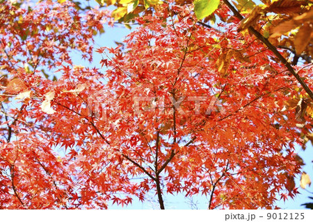 深まる秋と紅葉 深まる秋と紅葉 9012125
