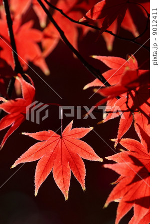 カエデの紅葉 9012411