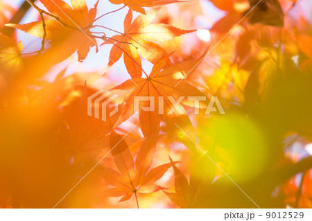 美しき紅葉 美しき紅葉 9012529