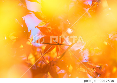 美しき紅葉 美しき紅葉 9012530