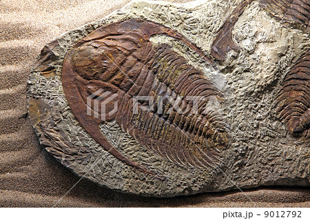 trilobite fossil trilobite fossil 9012792
